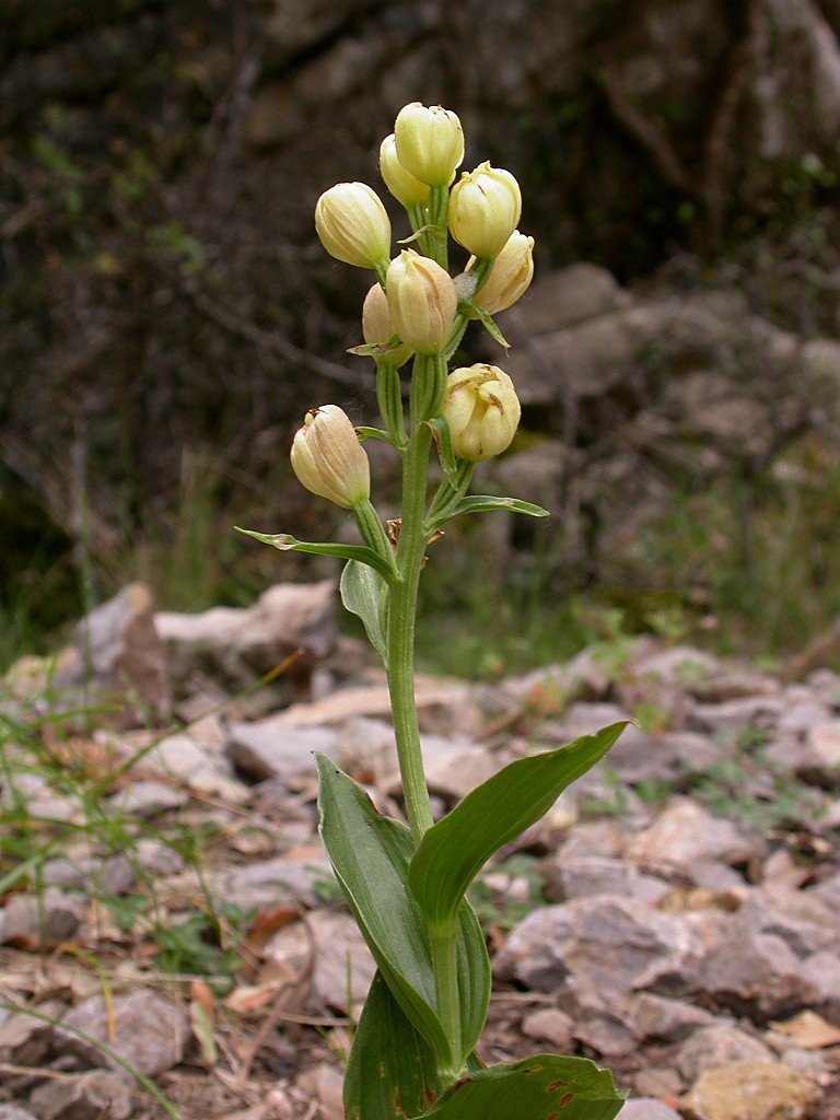 Cephalanthera damasonium